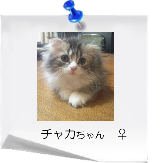 猫の日  ウイング公式サイト